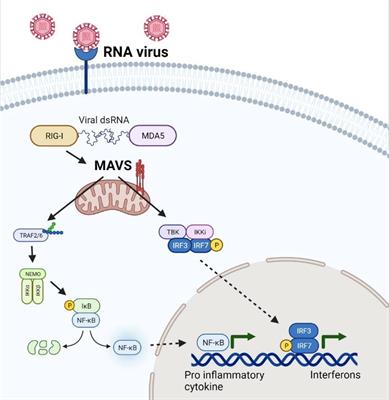 Intricacy of Mitochondrial Dynamics and Antiviral Response During RNA Virus Infection